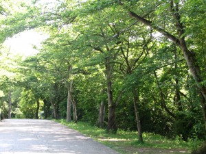 足羽山公園内の散歩道