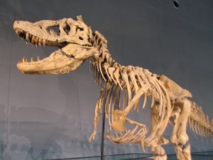 ティラノサウルスの骨格模型