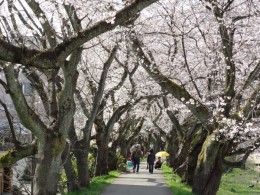 桜のトンネル　絶妙の間隔で並ぶソメイヨシノ　2012