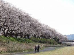 足羽川の桜並木　2012