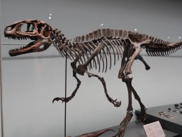 フクイラプトル肉食恐竜