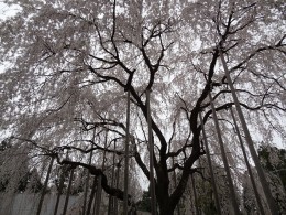 枝垂れ桜の威容