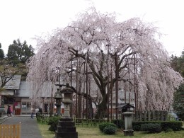 足羽神社の枝垂れ桜2015年