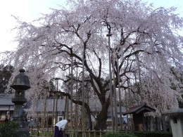 足羽神社の枝垂れ桜2016年