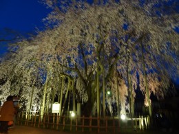 足羽神社の枝垂れ桜の夜のライトアップ