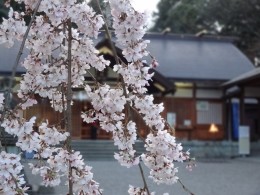 足羽神社の桜