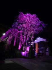 黒龍神社の夜桜2016年